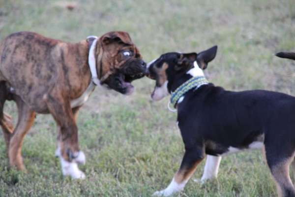 Lustigsten Grimassen von euren Hunden-Beitrag-Bild