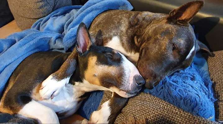 Miniatur Bull Terrier-Beitrag-Bild