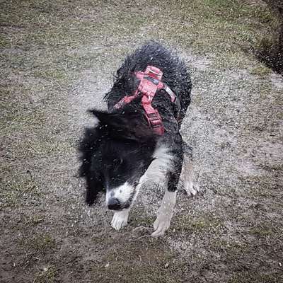 Dogorama-Monats-Challenge-Mai "Wasser"-Beitrag-Bild