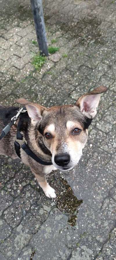 Unsere Fellnasen im Regenbogenland-Beitrag-Bild