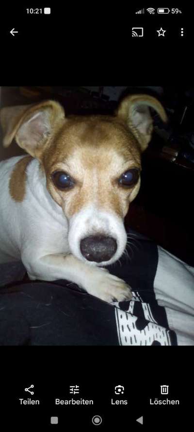 Unsere Fellnasen im Regenbogenland-Beitrag-Bild