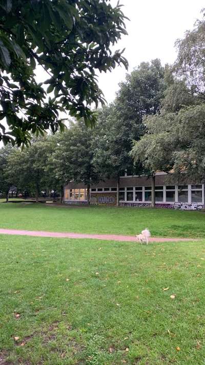 Hundeauslaufgebiet-Lohmühlenpark-Bild