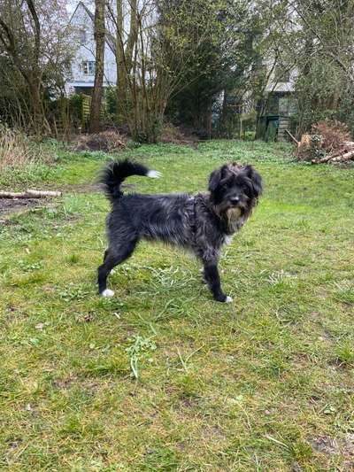 Mischlinge raten - Rätselspaß-Beitrag-Bild