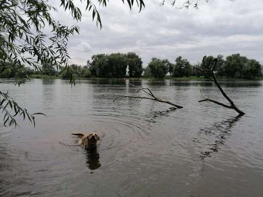 Hundetreffen-Gegenseitige Unterstützung bei Betreuung-Bild