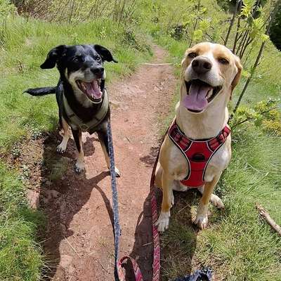 Hundetreffen-Gemeinsame Gassirunde-Bild