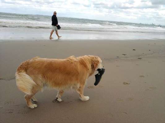 Die Dogorama Kalender Challenge 4/4-Beitrag-Bild