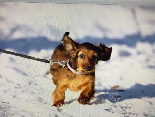 Die Dogorama Kalender Challenge 4/4-Beitrag-Bild