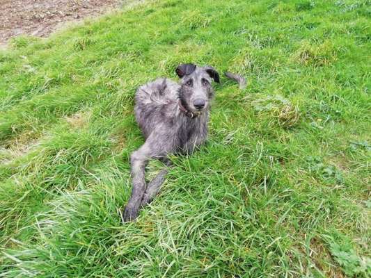 Hundetreffen-PIET, 8 MONATE ALTER DEERHOUND SUCHT SPARRINGSPARTNER-Bild