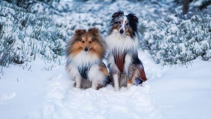 Hundetreffen-Spaziergänge und kleine Fotowalks-Bild