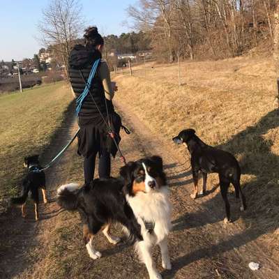 Hundetreffen-Gassirunde-Bild