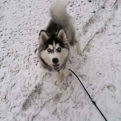 Hundetreffen-Adorf Vogtland-Bild