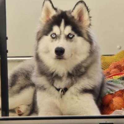 Hundetreffen-Gassierunden (ruhe in den Hund bringen) und Zugsport-Bild