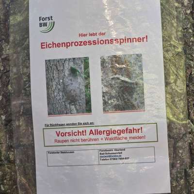 Giftköder-Eichenprozessionsspinner-Bild