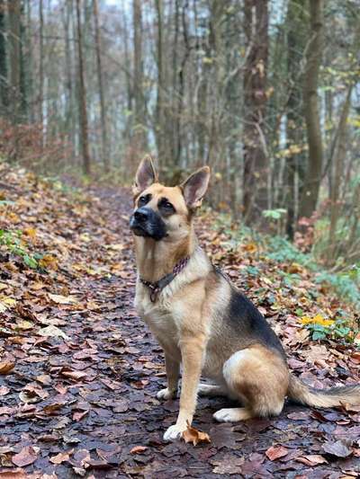 Schäferhundmischlinge-Beitrag-Bild