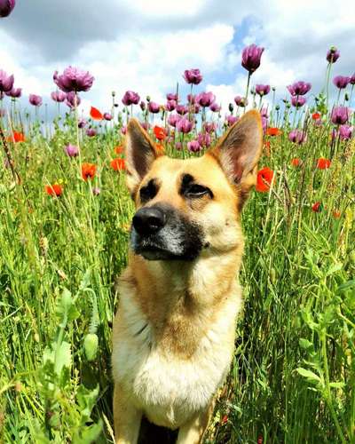 Die Dogorama Monats Challenge "Es grünt und blüht"-Beitrag-Bild