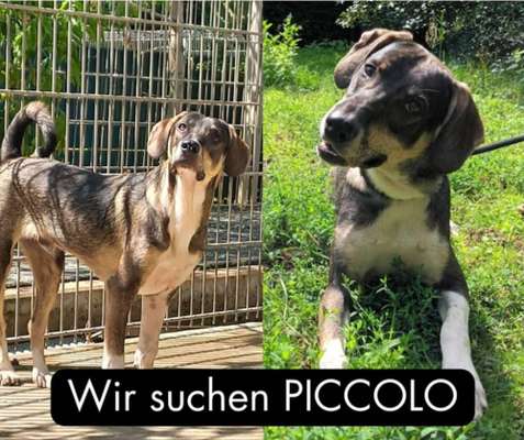 Suchmeldung-Piccolo-Bild