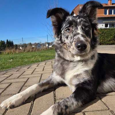 Hundetreffen-Playdate/ Gassirunde-Bild