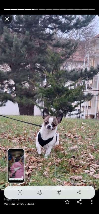 Hundetreffen-Spielen,Laufen  einfach Spaß haben-Bild