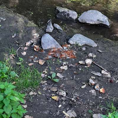 Giftköder-Woogbach / evtl Gift-Bild