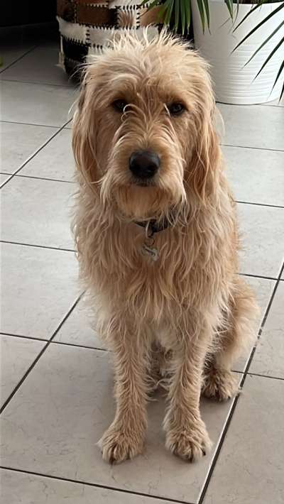 Labradoodle gesucht-Beitrag-Bild