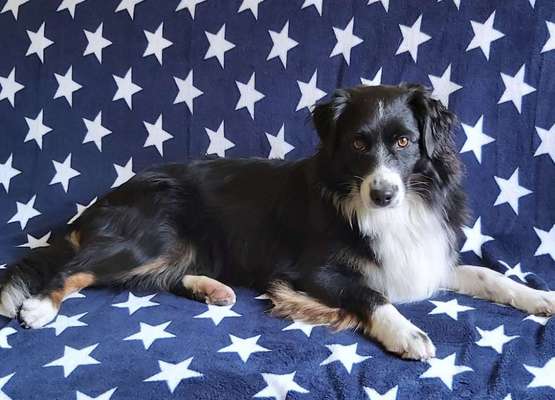 Handy Foto Challange Nr. 46  Happy Dog-Beitrag-Bild