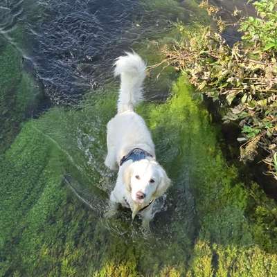 Hundetreffen-Hundebegegnungen üben.  Spielen-Bild