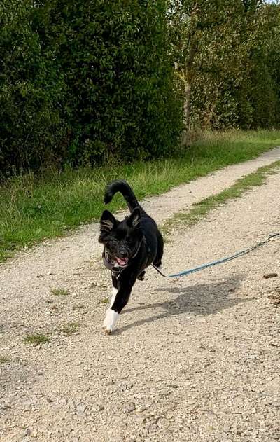 Hundetreffen-Welpen / Junghunde zum Spielen und Training-Bild