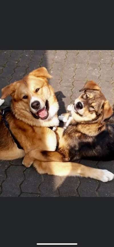 Lustigsten Grimassen von euren Hunden-Beitrag-Bild