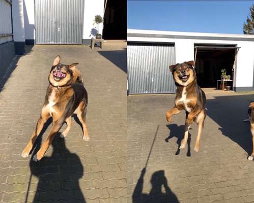 Lustigsten Grimassen von euren Hunden-Beitrag-Bild