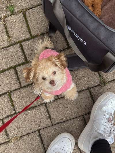 Dogorama Photo Challenge - Gassipause-Beitrag-Bild