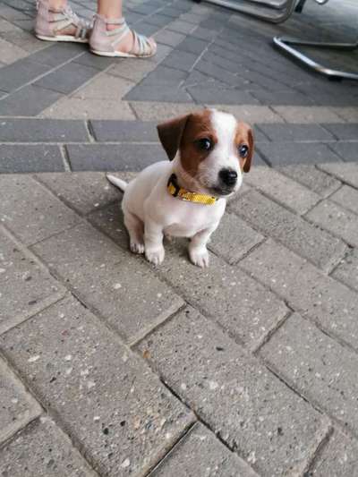 Welpen Bilder !-Beitrag-Bild