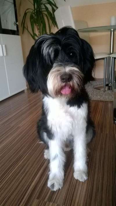 Unsere Fellnasen im Regenbogenland-Beitrag-Bild