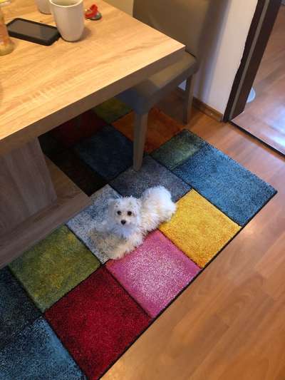 Goldendoodle-Beitrag-Bild