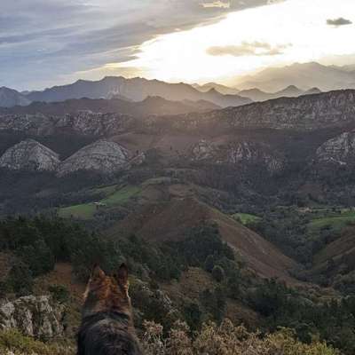 %{de_profession_title}-Dein Gassi-Service in Troisdorf-Bild