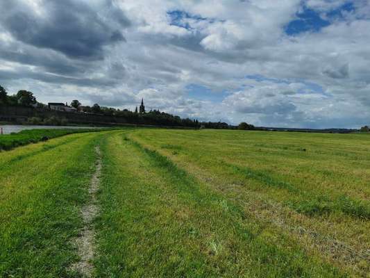 Hundeauslaufgebiet-Wiese an der Elbe-Bild