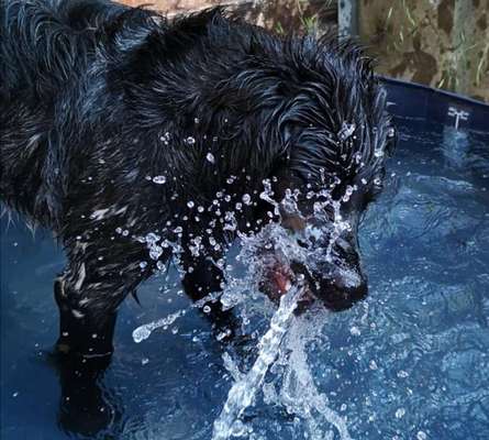 Die Dogorama Kalender Challenge 4/4-Beitrag-Bild