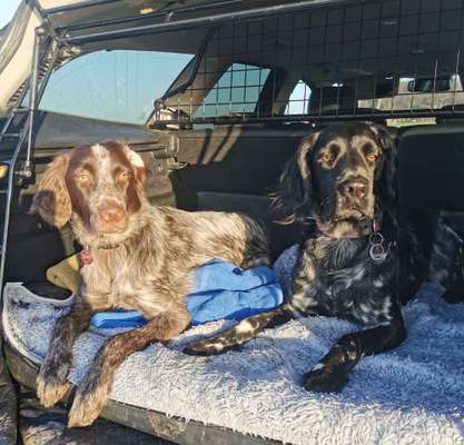 FOTOCHALLENGE 70 - Dein Hund im Auto-Beitrag-Bild