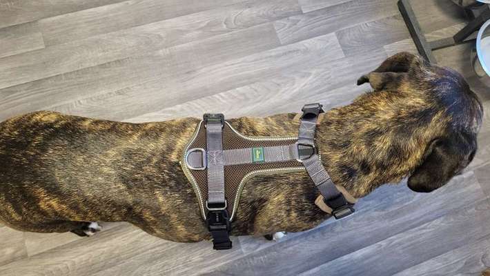 Wie sitzt mein Geschirr?-Beitrag-Bild