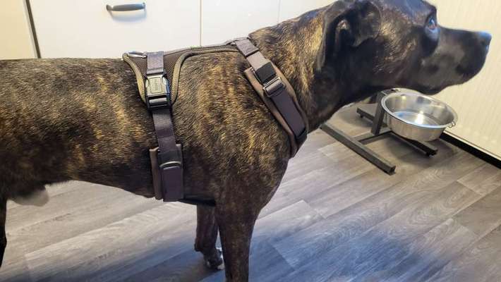 Wie sitzt mein Geschirr?-Beitrag-Bild