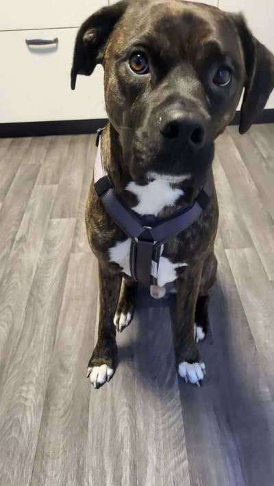 Wie sitzt mein Geschirr?-Beitrag-Bild