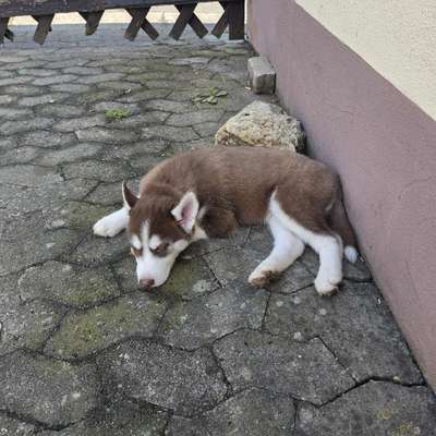 Hundetreffen-Welpen Spiel und Gassi zeit-Bild