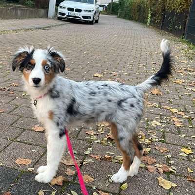 Hundetreffen-Treffen in FFM-West-Bild