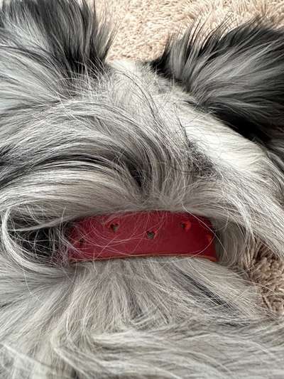 Welches Halsband trägt dein Hund und warum dieses?-Beitrag-Bild