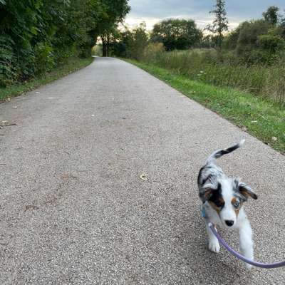 Hundetreffen-Treffen in FFM-West-Bild