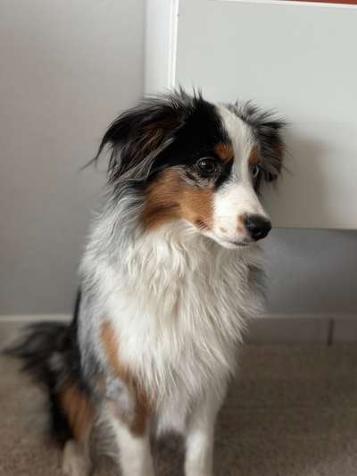 Spitzname(n) Deines Hundes-Beitrag-Bild