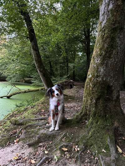 Hündin markiert / Markierverhalten - Erfahrungsaustausch-Beitrag-Bild