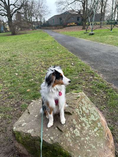 Welches Halsband trägt dein Hund und warum dieses?-Beitrag-Bild