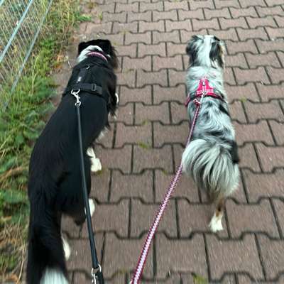 Hundetreffen-Social Walks 🍃-Bild