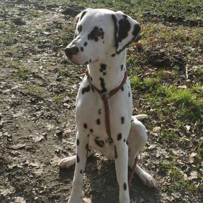 Hundetreffen-Spielen und Gassi mit Carlos-Bild