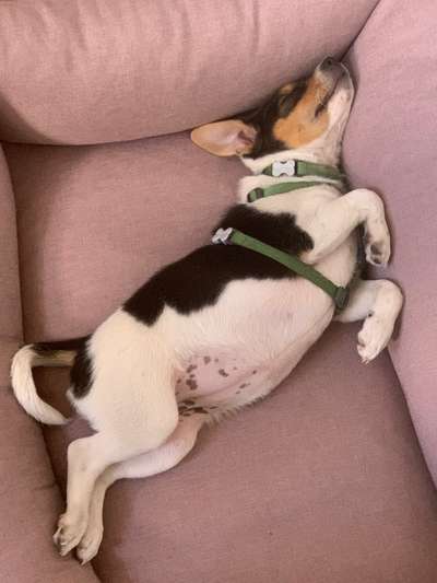 Fotosammlung: ,,Der natürliche Hund" Unbearbeitet, ungestellt und in Natura-Beitrag-Bild